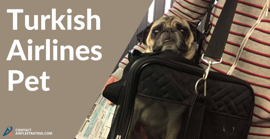 turkish airlines pet travel requirements