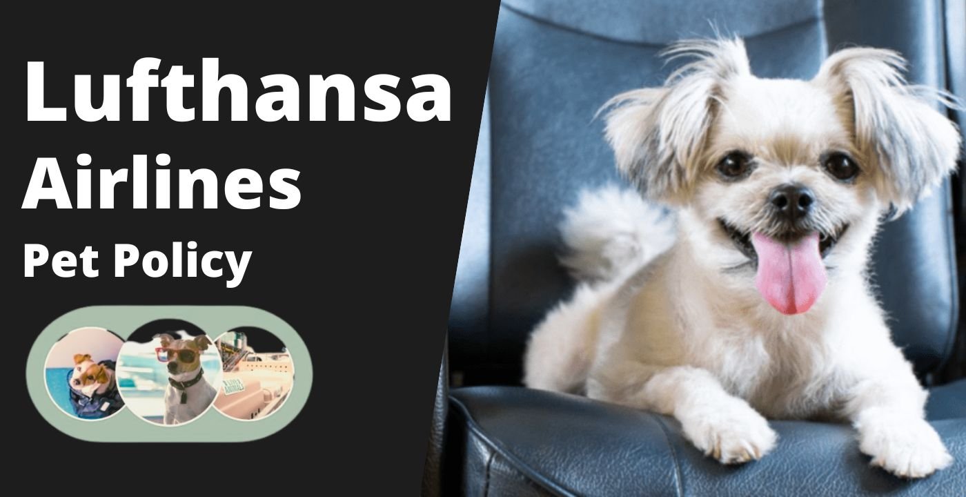 pet travel with lufthansa