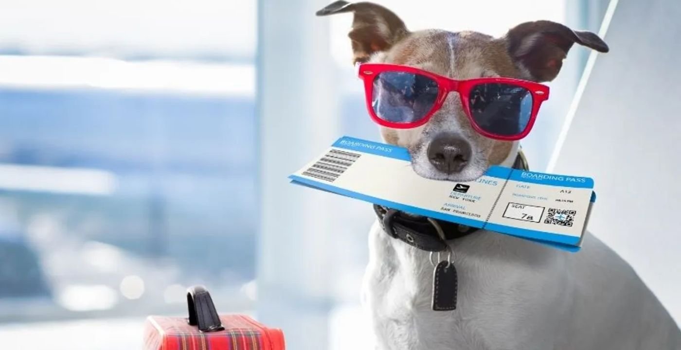 pet travel with lufthansa